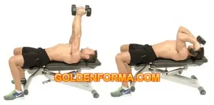 Lying Dumbbell Extension تمارين الراس الطويل لعضلة التراي