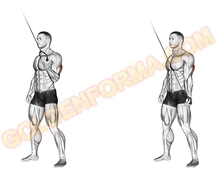 One-arm tricep extension تمارين لاستهداف الرأس الوسطى لعضلة التراي