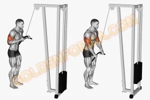 تمارين لاستهداف الرأس الجانبي لعضلة التراي Triceps Pushdown