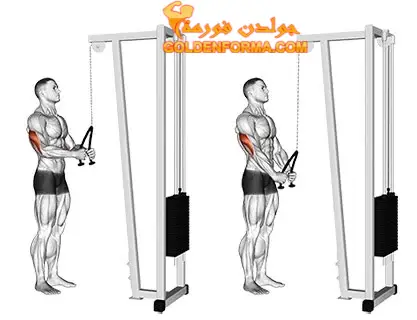 جدول تمارين كمال الاجسام 5 ايام تمرين الضغط بحبل الكابل للترايسيبس