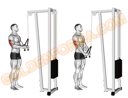 تمرين تراى بالحبل Triceps Rope Pushdown