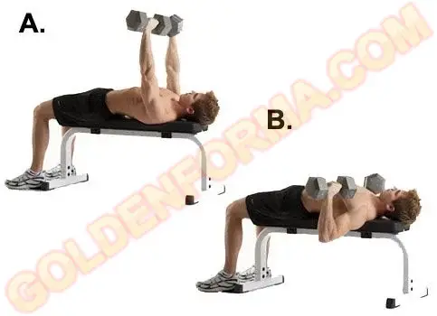 جدول تمارين في البيت تمرين الصدر بالدامبل – Dumbbell Flat Chest Press