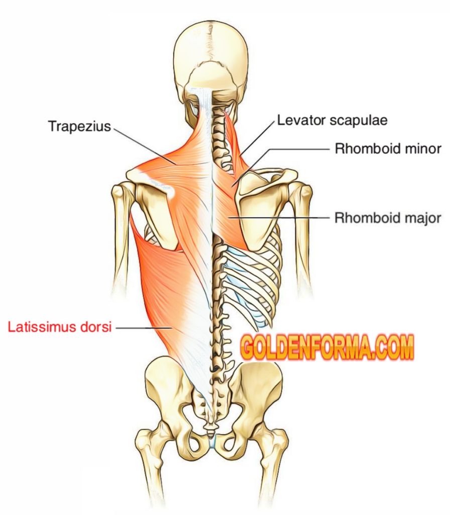 دور عضلة Trapezius في تمارين العقلة